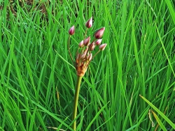 Butomus umbellatus - rosa Schwanenblume